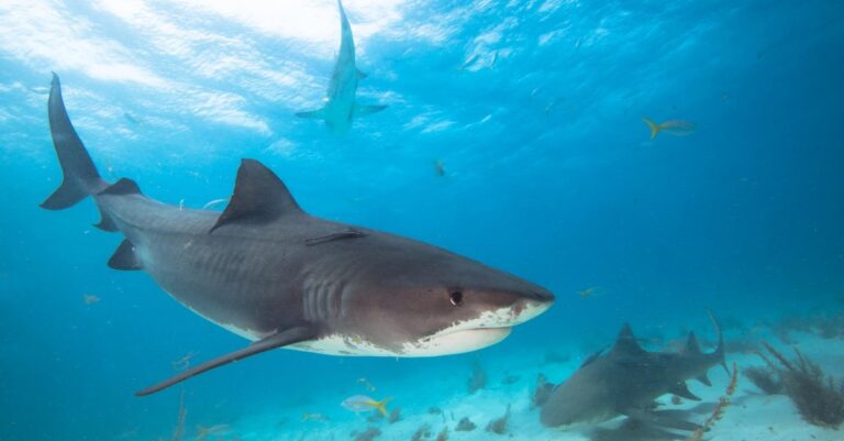 Colombia prohibirá la pesca de tiburón