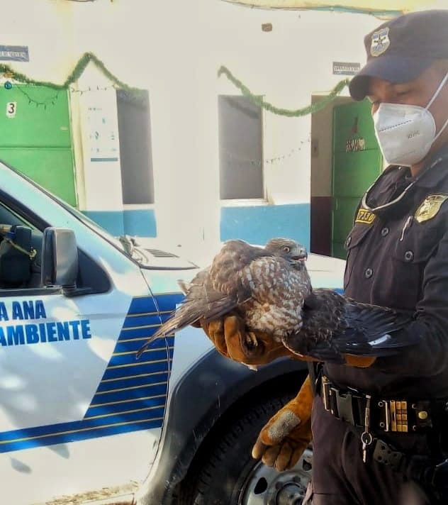 PNC encuentra y resguarda Águila lesionada en Santa Ana