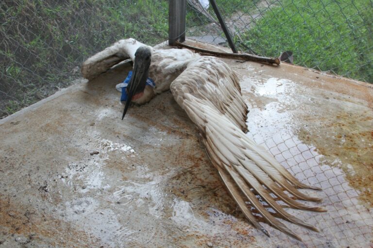 Veterinarios atienden a cigüeña «jaribú» considerada extinta en El Salvador