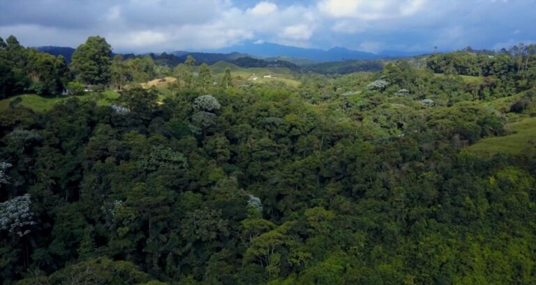 Panamá busca financiamiento para reducir la deforestación y degradación de los bosques