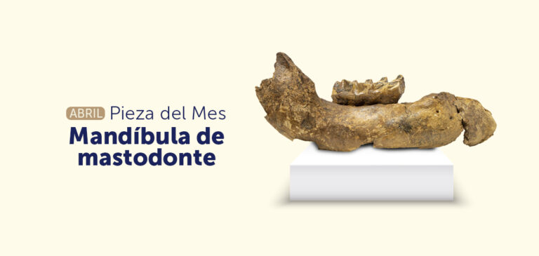 La pieza del mes en el MUHNES es la mandíbula de mastodonte