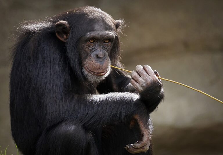 La curiosa celebración a nivel mundial: Día mundial del mono