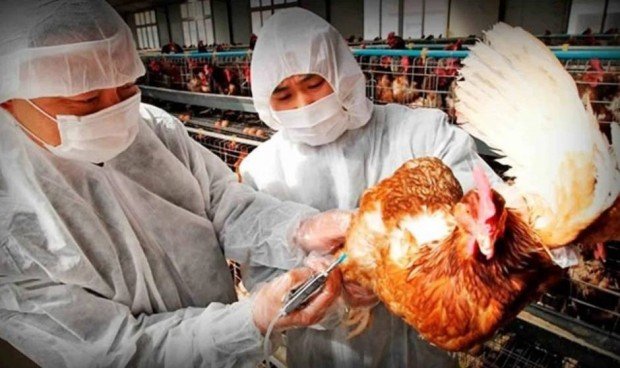 China detecta primer caso de gripe aviar H3N8 en humanos