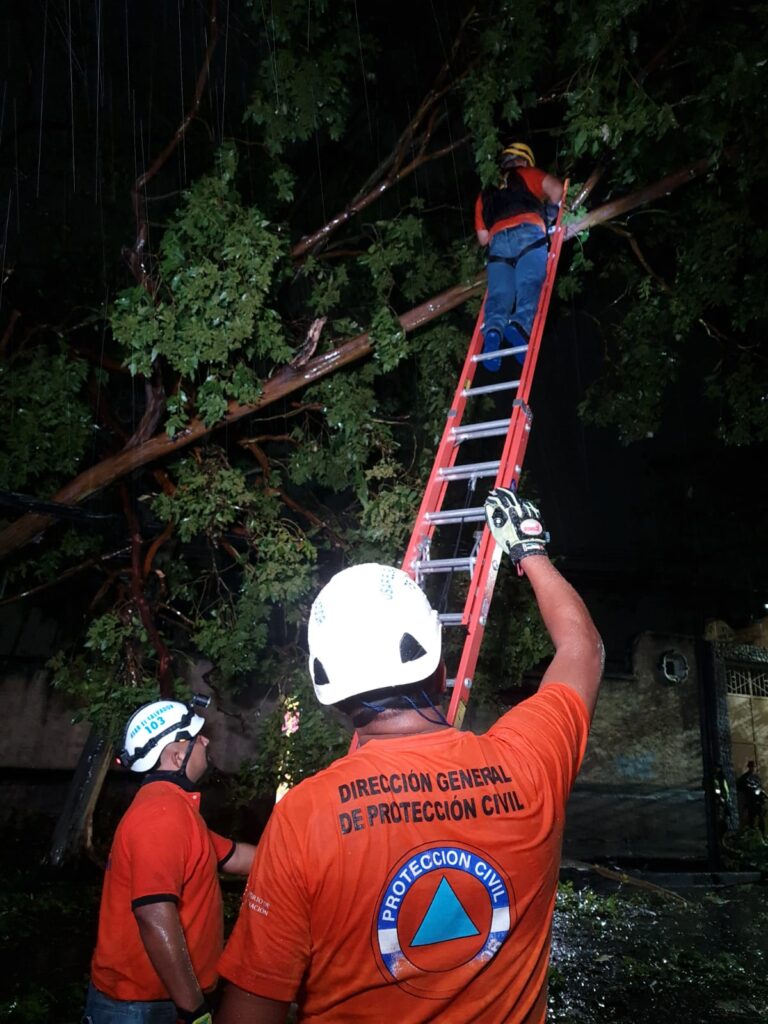 Protección Civil atendió 25 emergencias por árboles caídos debido a las lluvias del martes